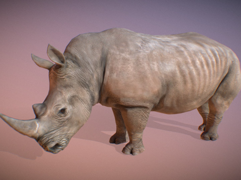  动物界  白犀牛雄性3d模型 