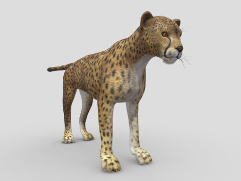 猎豹3d模型 