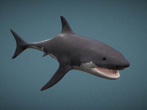  鲨鱼3d模型 