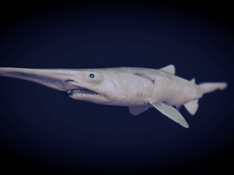  哥布林鲨鱼礁石3d模型 