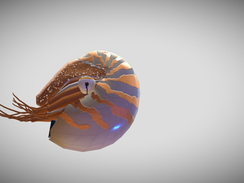 鹦鹉螺三维3d模型 