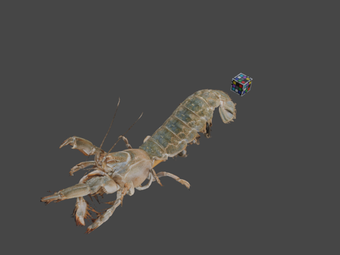  CC0穴虾日本泥虾大泥虾3d模型 