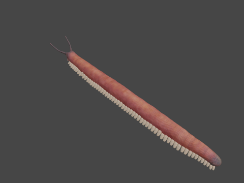  有爪动物3d模型 