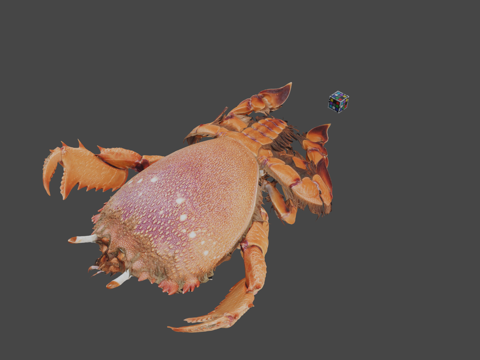  CC0旭蟹红蛙蟹Ranina ranina3d模型 