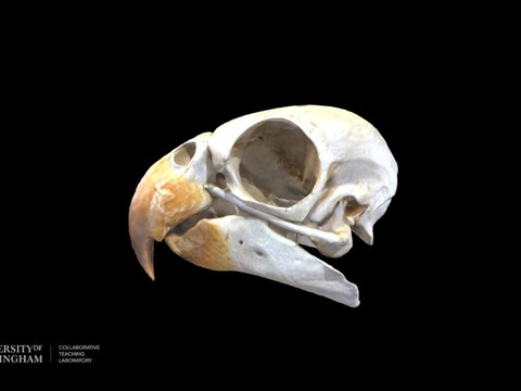  非洲灰鹦鹉头骨3d模型 