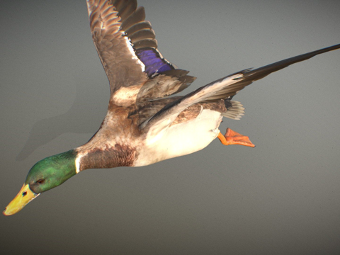  动物界绿头鸭3d模型 