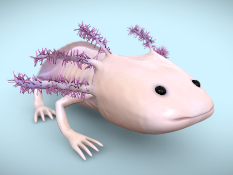  美西螈步行鱼3d模型 