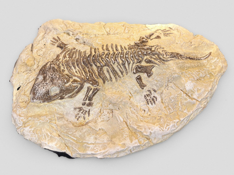  爬行动物化石加利福尼亚科学院3d模型 