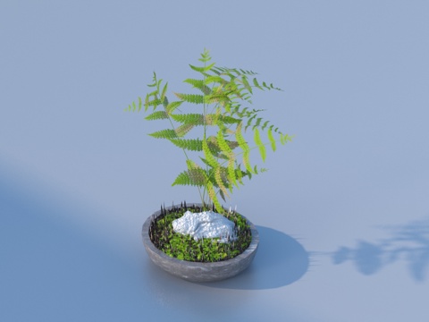  花盆 盆栽 绿植 植物3d模型 