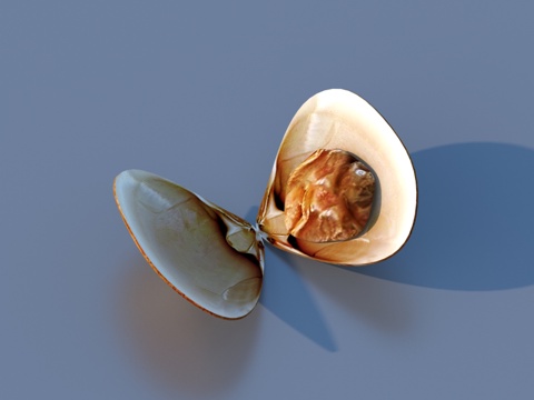  花蛤 花甲 贝壳 海鲜3d模型 