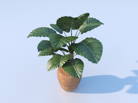  大盆百合植物3d模型 