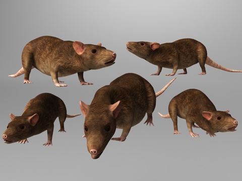  老鼠3d模型 