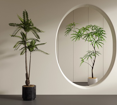 中古侘寂绿植 盆栽 孔雀木 香椿树su模型