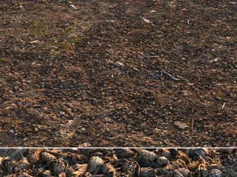  松林底层植被素材013d模型 