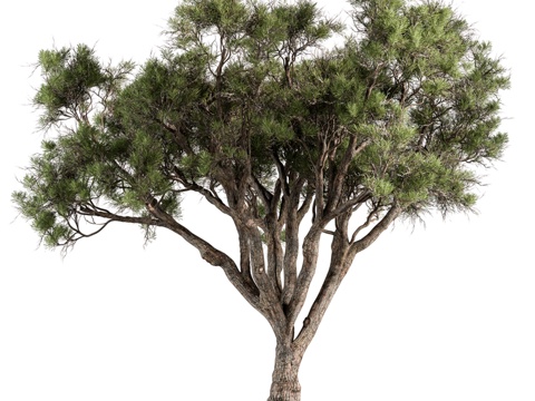  石松树套装1883d模型 