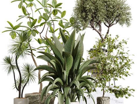  AV室内植物套装433 橡皮树与天堂鸟3d模型 