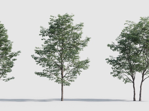  传统中式树 行道树 景观树 树林 花园3d模型 