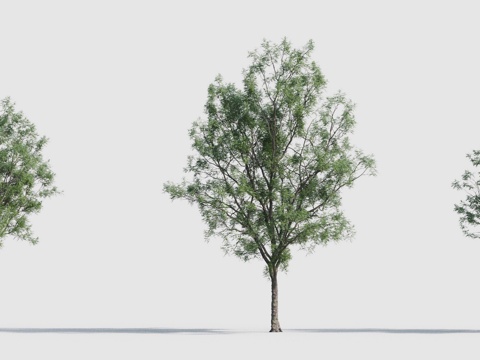  传统中式树 行道树 景观树 树林 花园3d模型 