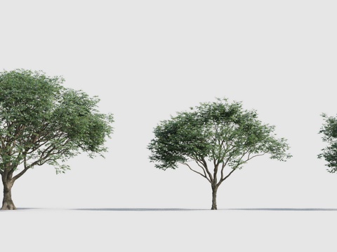  传统中式树 行道树 景观树 树林 花园3d模型 