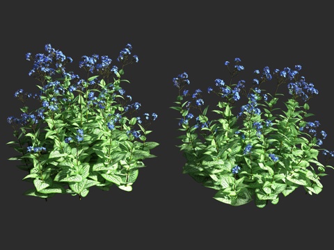  心叶牛舌草 西伯利亚牛舌草 紫草科 心叶牛舌草属 多年生丛生3d模型 