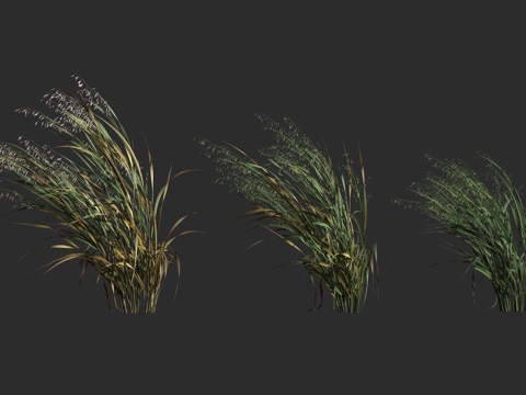  栽培燕麦 燕麦 皮燕麦 禾本科 燕麦属3d模型 