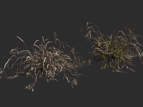  河藨草 河荸荠 河流莞草 莎草科 球藨草属3d模型 