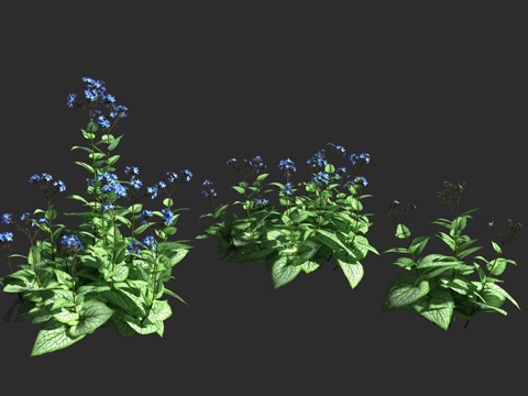  心叶牛舌草 西伯利亚牛舌草 紫草科 心叶牛舌草属 多年生丛生3d模型 
