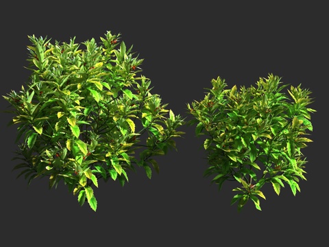  金边青木 金边桃叶珊瑚 山茱萸科 桃叶珊瑚属 青木 常绿灌木3d模型 