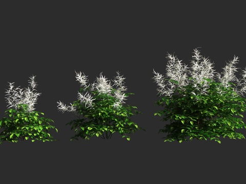 假升麻 山羊胡 蔷薇科 假升麻属 宿根草本 雌雄异株 雨水花3d模型