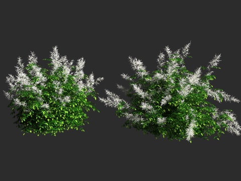  假升麻 山羊胡 蔷薇科 假升麻属 宿根草本 雌雄异株 雨水花3d模型 