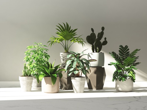  后现代盆景 盆栽 植物3d模型 