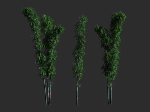  绿竹 禾本科 簕竹属 合轴丛生竹3d模型 