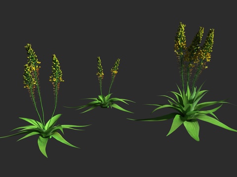  宽叶须尾草 宽叶鳞芹 阿福花科 须尾草属 多年生 常绿软肉质3d模型 