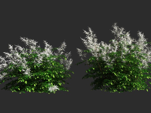  假升麻 山羊胡 蔷薇科 假升麻属 宿根草本 雌雄异株 雨水花3d模型 