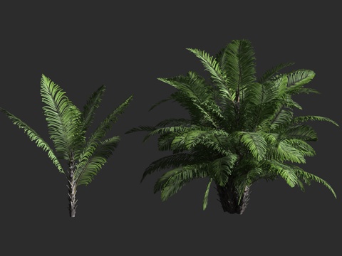  台湾桄榔 山棕 矮桄榔 棕榈科 桄榔属 丛生常绿棕榈3d模型 
