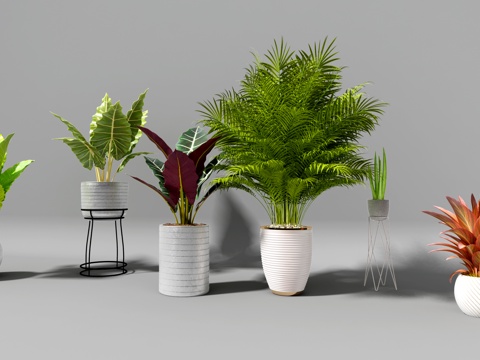  现代绿植 盆栽 盆景3d模型 