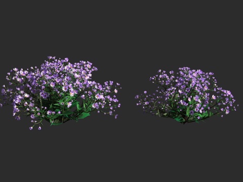  紫菀阿斯特兰 马兰 菊科 紫菀属 三脉紫菀3d模型 