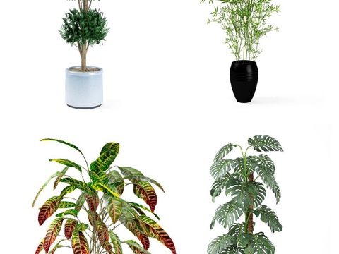  现代植物 盆栽 绿植 花卉3d模型 