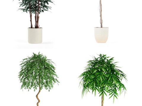  现代植物 盆栽 绿植 花卉3d模型 