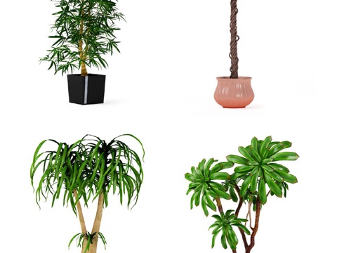  现代植物 盆栽 绿植 花卉3d模型 