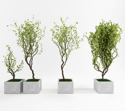  现代室内盆栽 装饰盆栽 室外盆栽 户外盆栽 植物3d模型 