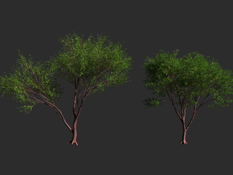  古巴裂榄 裂榄 游客树 橄榄科 裂榄科 裂榄属 热带乔木3d模型 