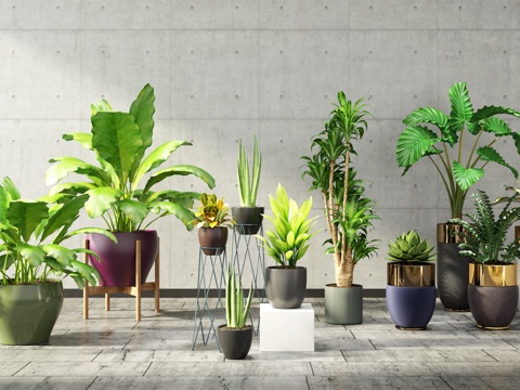  现代盆栽植物组合3d模型 