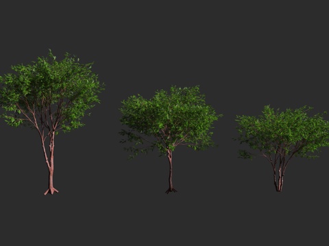  古巴裂榄 裂榄 游客树 橄榄科 裂榄科 裂榄属 热带乔木3d模型 