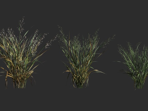  栽培燕麦 燕麦 皮燕麦 禾本科 燕麦属3d模型 