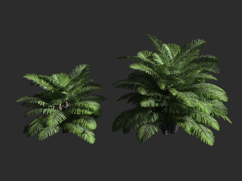  台湾桄榔 山棕 矮桄榔 棕榈科 桄榔属 丛生常绿棕榈3d模型 