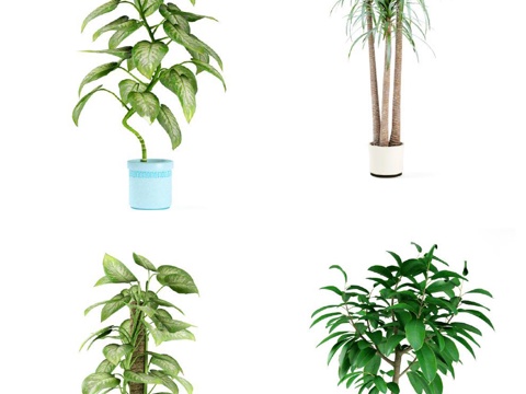  现代植物 盆栽 绿植 花卉3d模型 