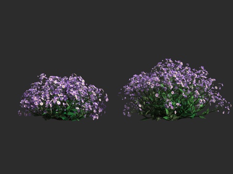  紫菀阿斯特兰 马兰 菊科 紫菀属 三脉紫菀3d模型 