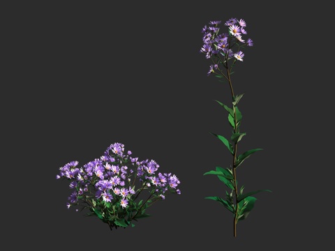 紫菀阿斯特兰 马兰 菊科 紫菀属 三脉紫菀3d模型