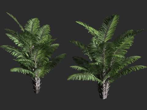 台湾桄榔 山棕 矮桄榔 棕榈科 桄榔属 丛生常绿棕榈3d模型 